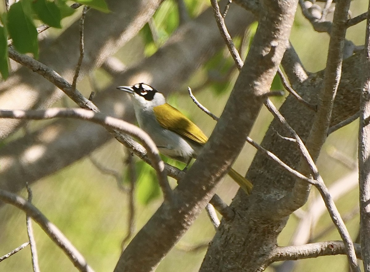 Black-crowned Palm-Tanager - ML615319335