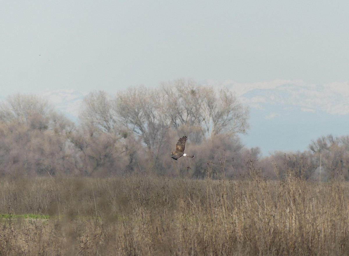 Northern Harrier - ML615319381