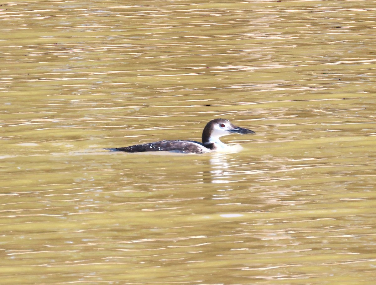Common Loon - ML615319386
