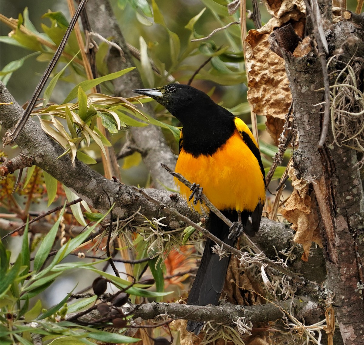 Black-vented Oriole - Eva De La Torre