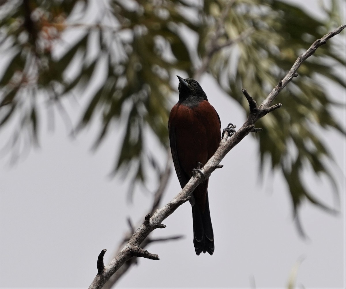 Orchard Oriole - ML615319425