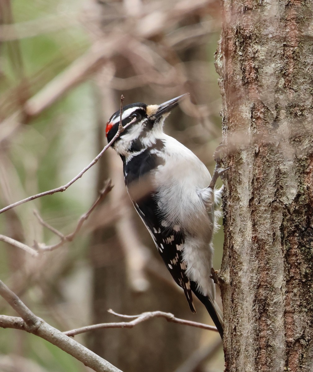 Hairy Woodpecker - ML615319465