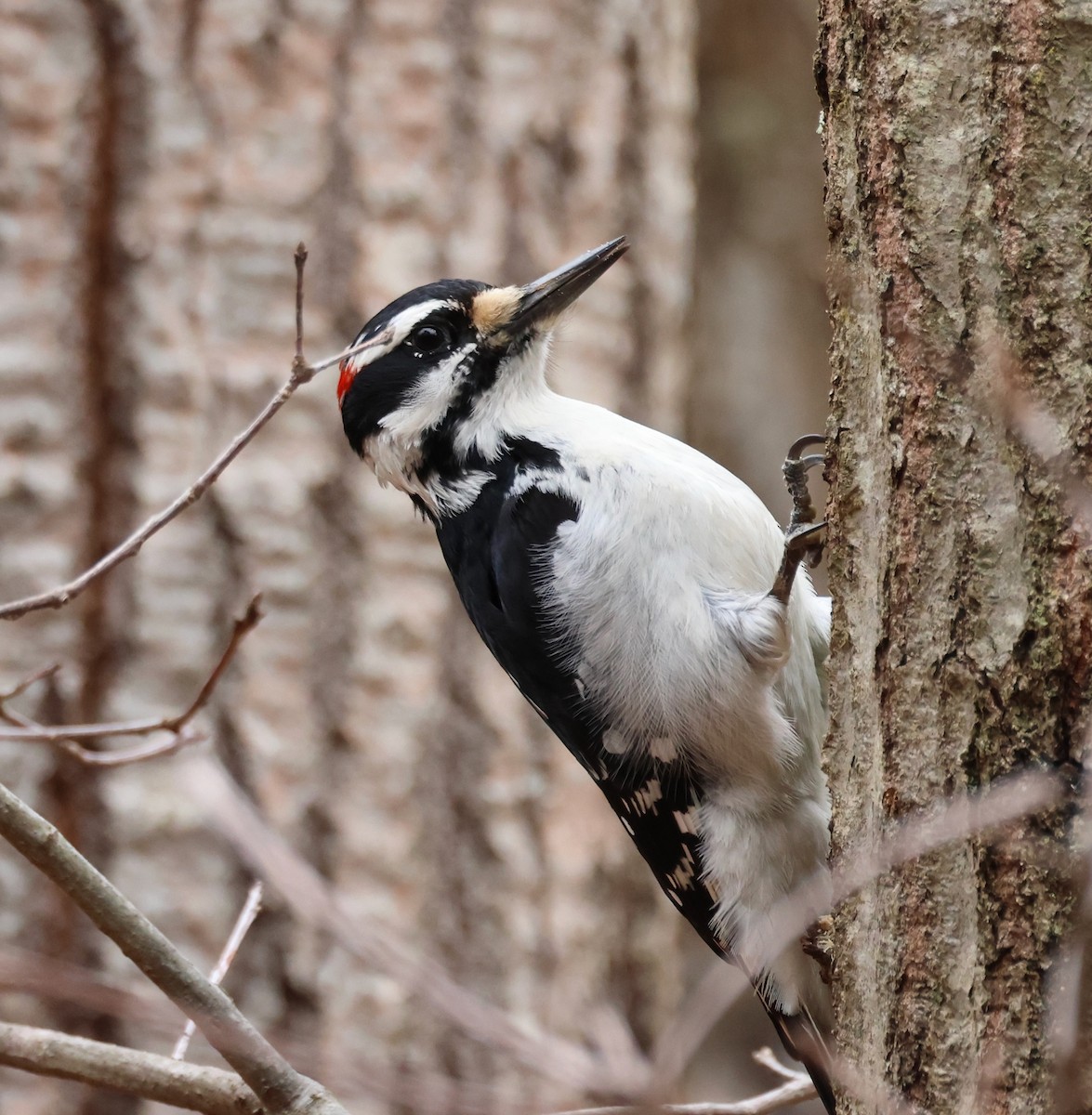 Hairy Woodpecker - Jeffrey Thomas