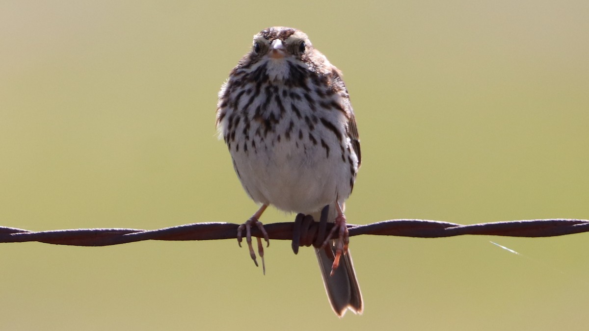 Savannah Sparrow (Savannah) - Daniel Bye