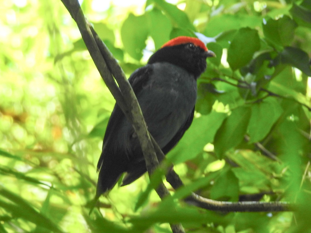 Swallow-tailed Manakin - Daniel Garrigues
