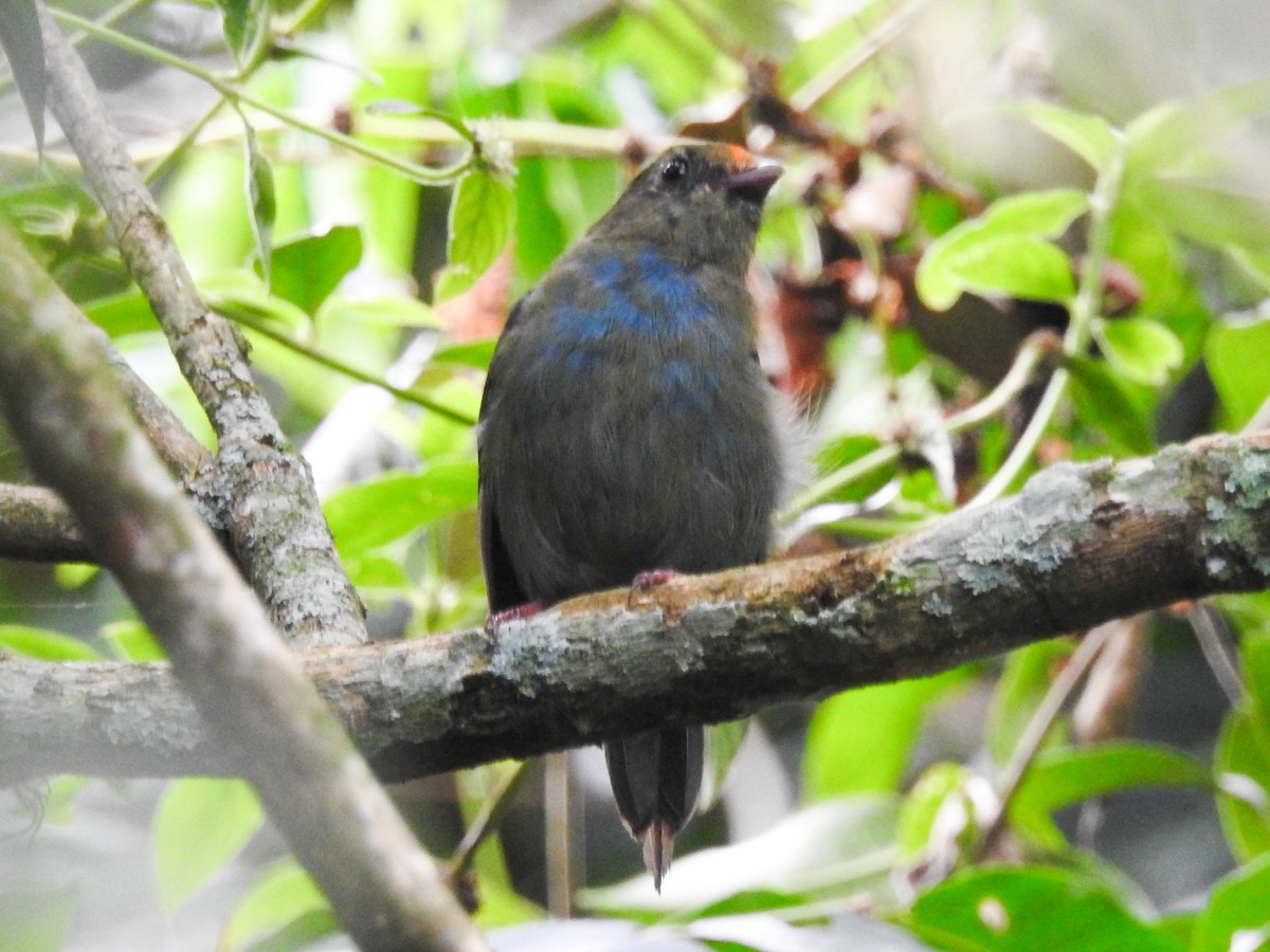 Swallow-tailed Manakin - ML615319485