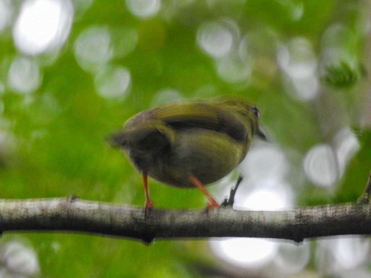 Swallow-tailed Manakin - ML615319486