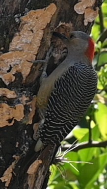 Golden-fronted Woodpecker - ML615319508