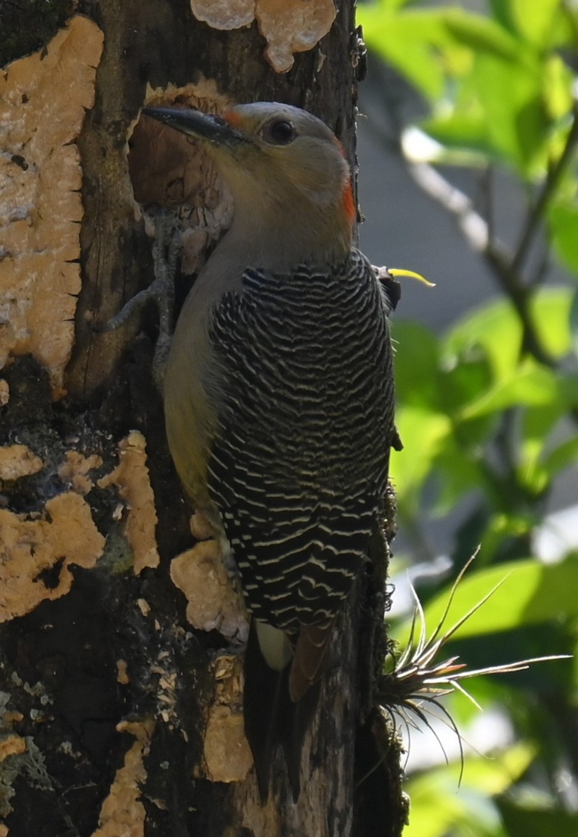Golden-fronted Woodpecker - ML615319509
