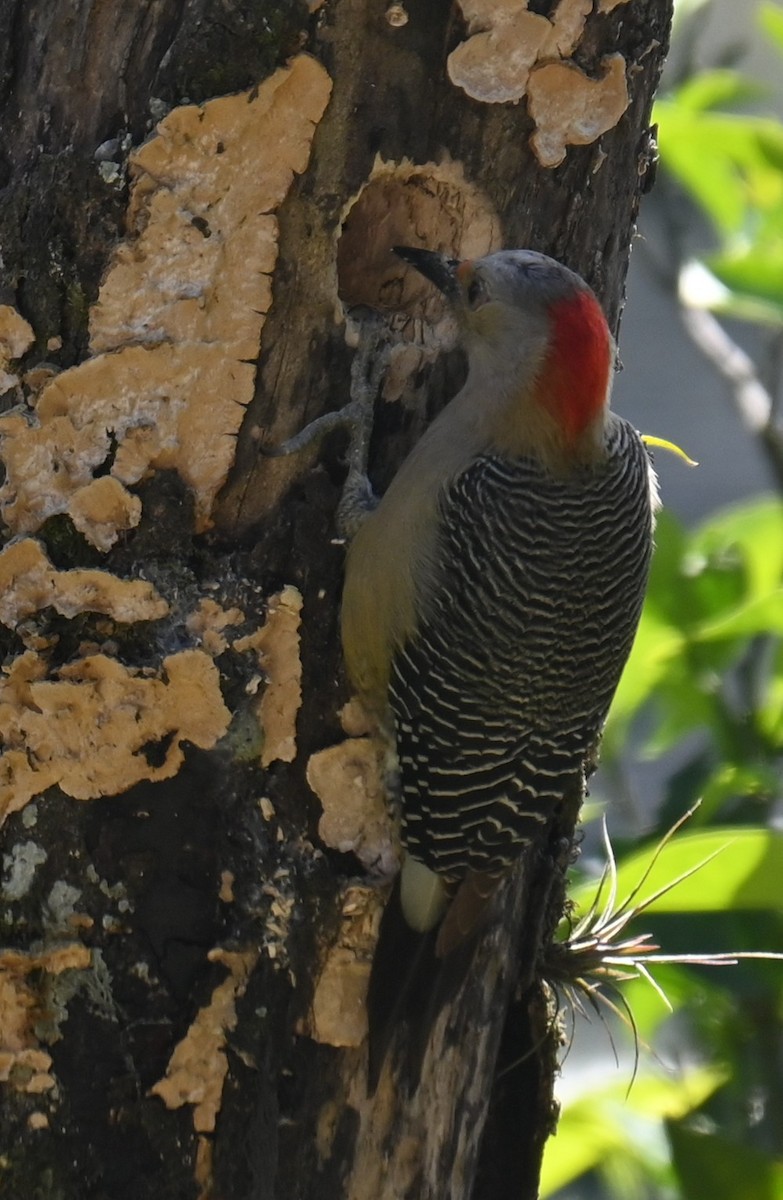 Golden-fronted Woodpecker - ML615319510