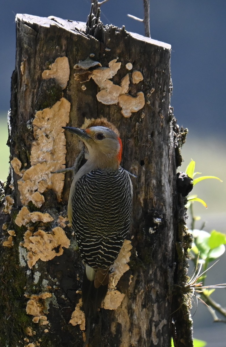 Golden-fronted Woodpecker - ML615319511