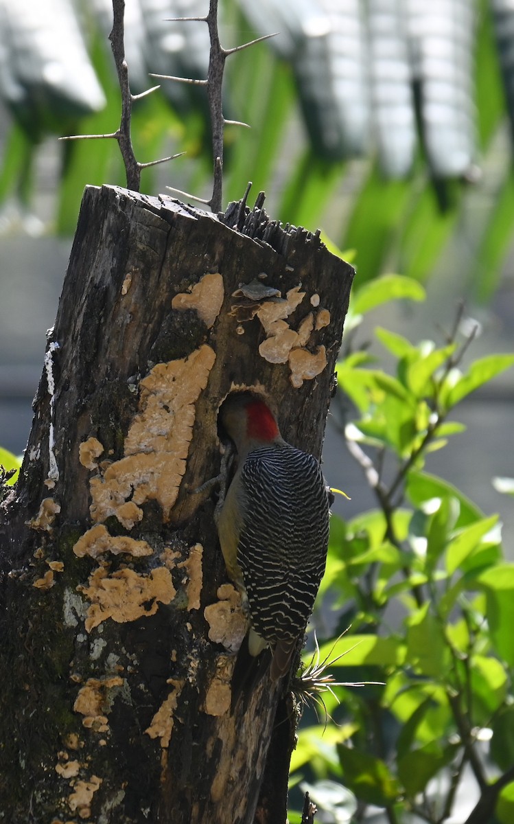 Golden-fronted Woodpecker - ML615319512