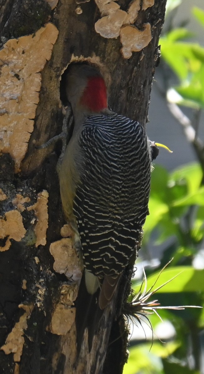 Golden-fronted Woodpecker - ML615319513