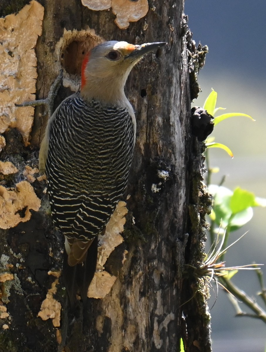 Golden-fronted Woodpecker - ML615319515