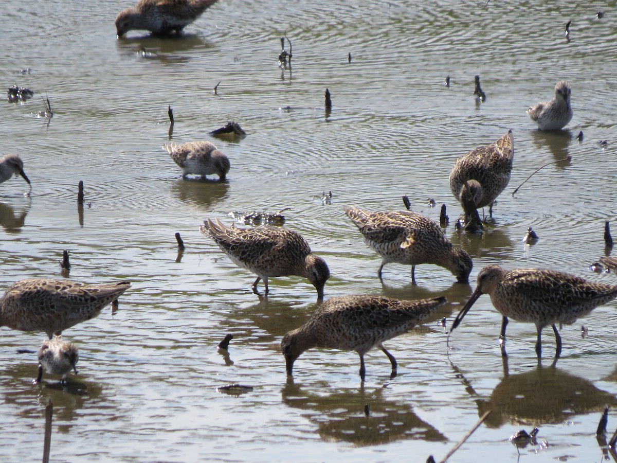 Short-billed Dowitcher - Don Holcomb