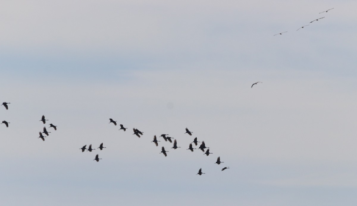 Sandhill Crane - ML615319564