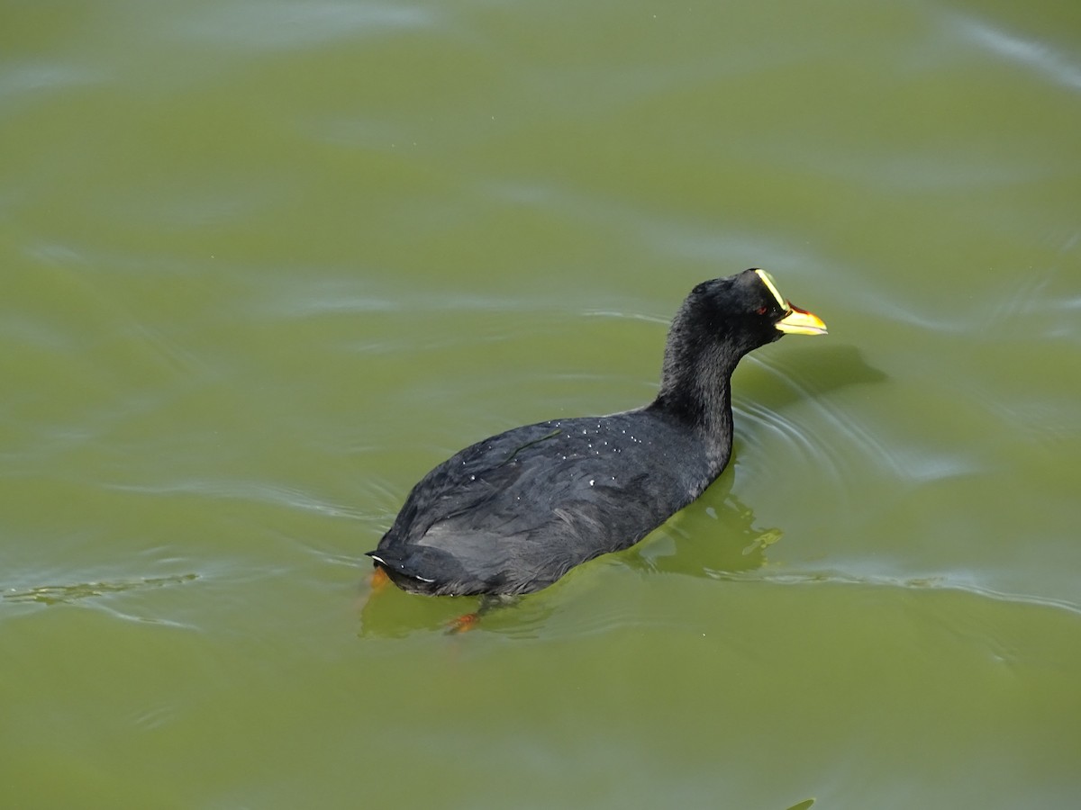 Red-gartered Coot - ML615319631