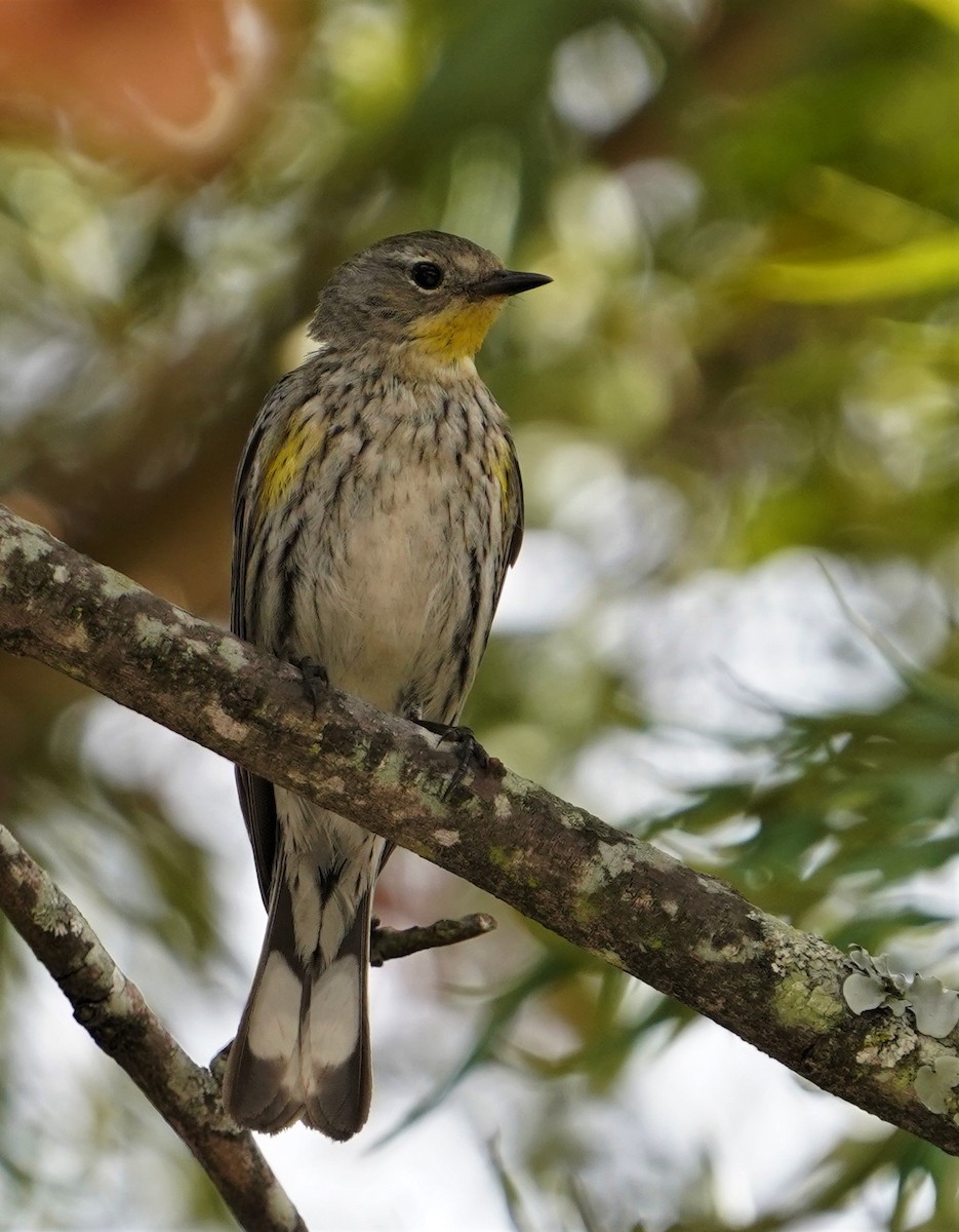 Yellow-rumped Warbler - ML615319651