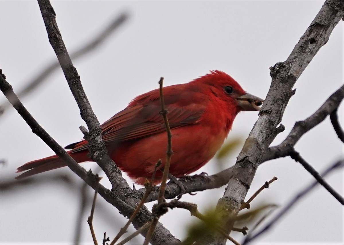 Summer Tanager - ML615319682