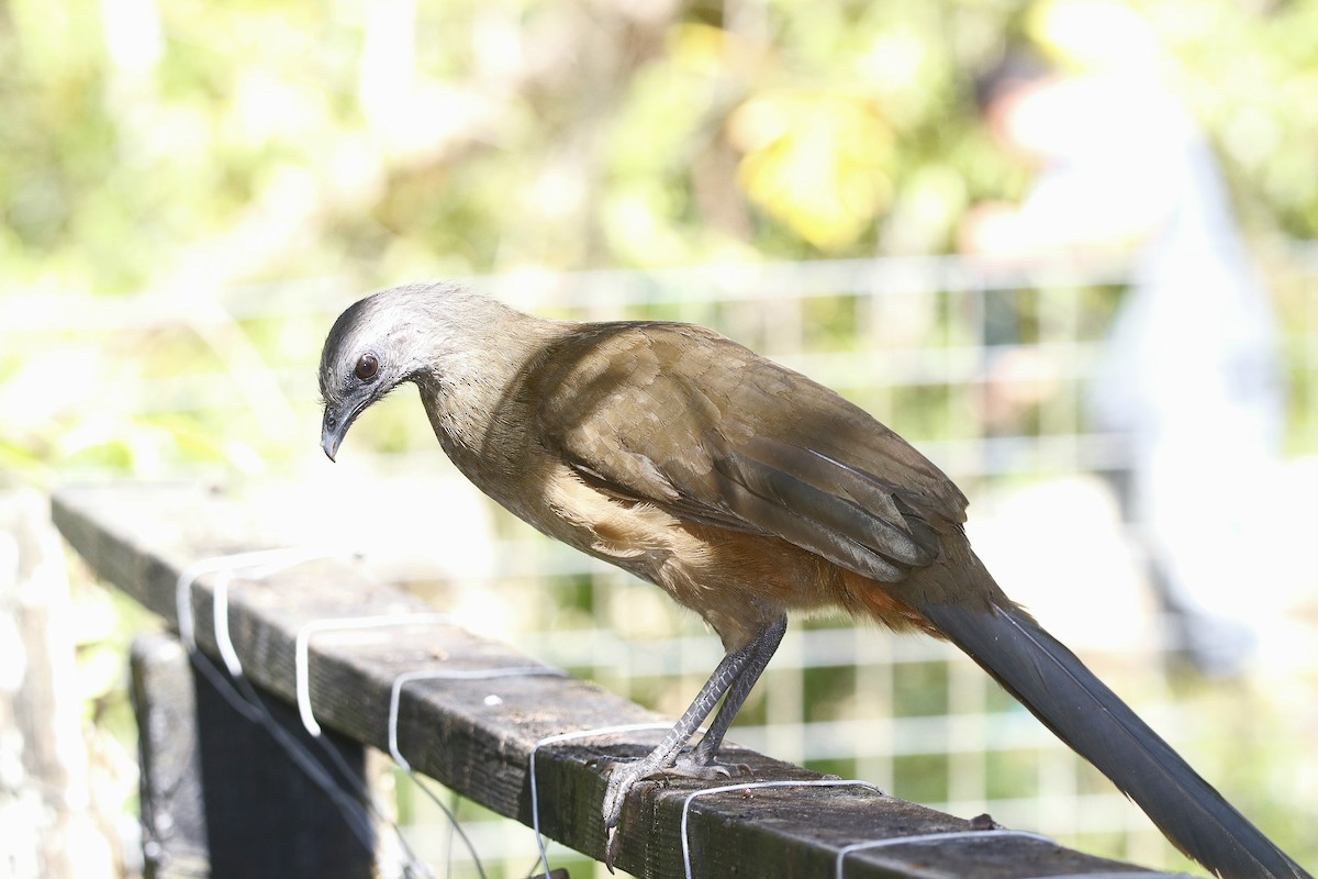 Chachalaca Norteña - ML615319696