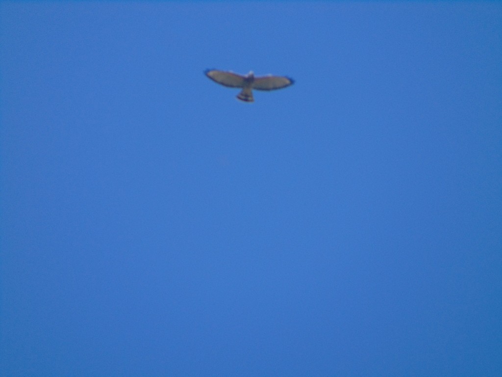 Broad-winged Hawk - Lalo iván