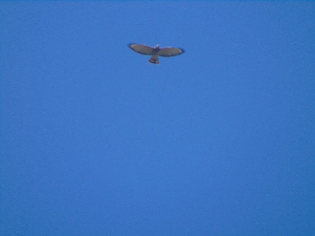 Broad-winged Hawk - ML615319751