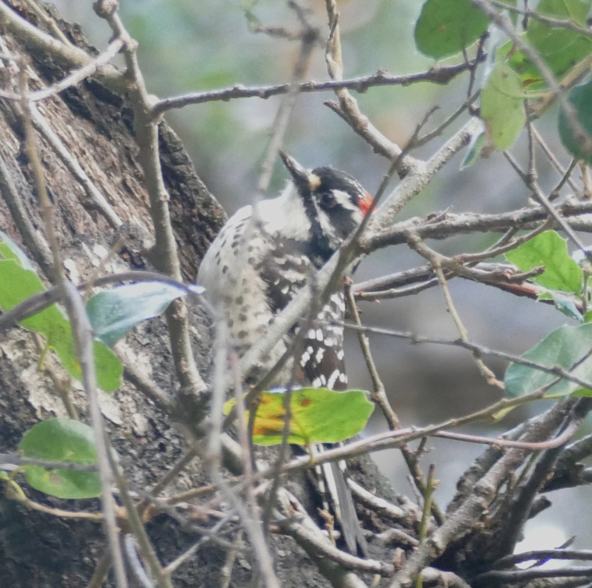 Nuttall's Woodpecker - ML615319752