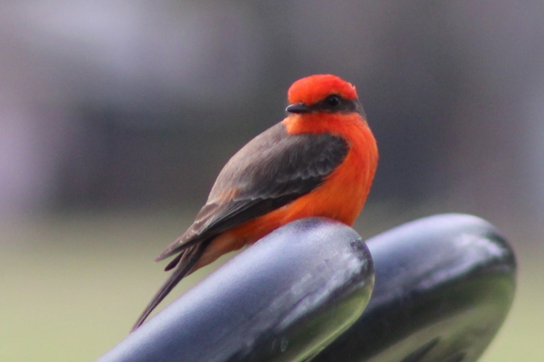 Vermilion Flycatcher - ML615319783