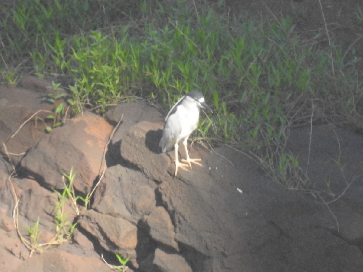 Black-crowned Night Heron - ML615319790