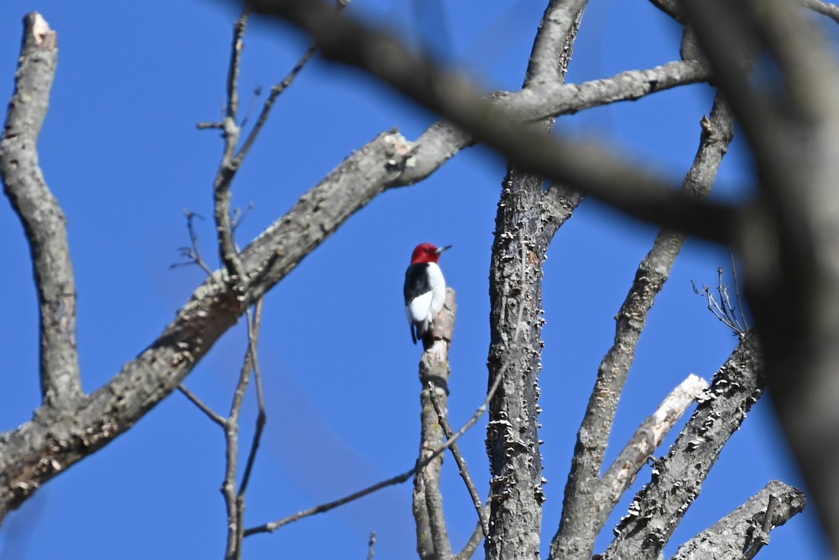 Pic à tête rouge - ML615319802