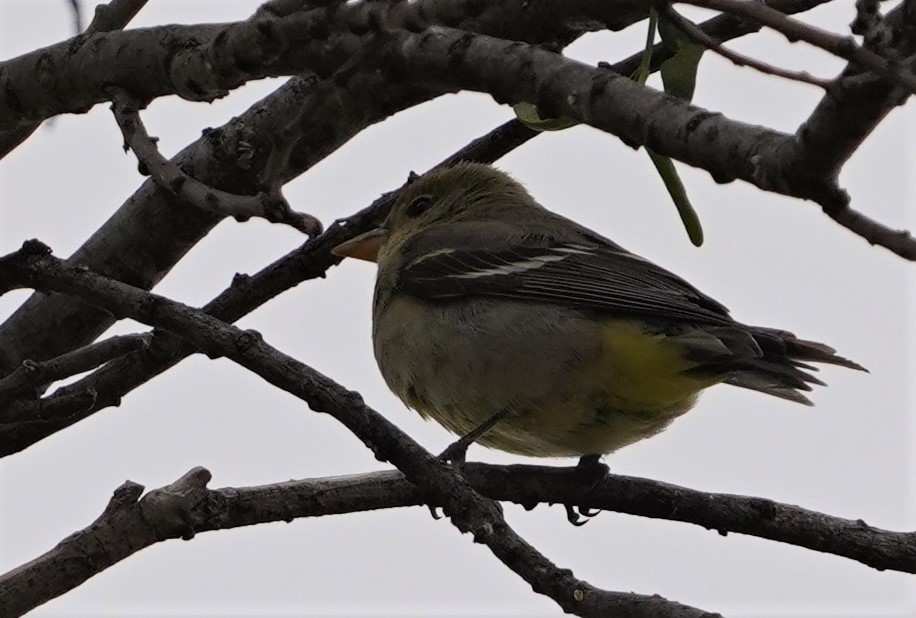 Piranga à tête rouge - ML615319811