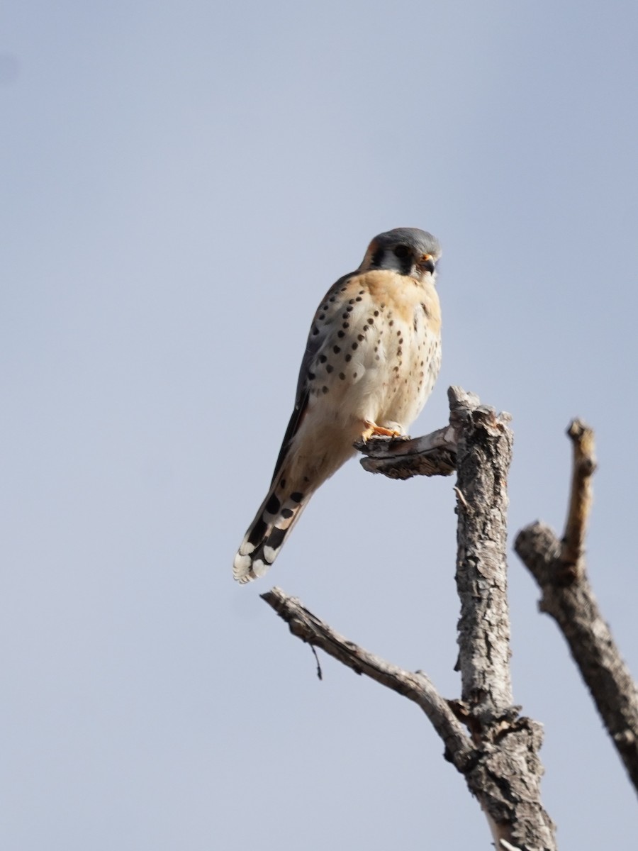 American Kestrel - Kristy Dhaliwal