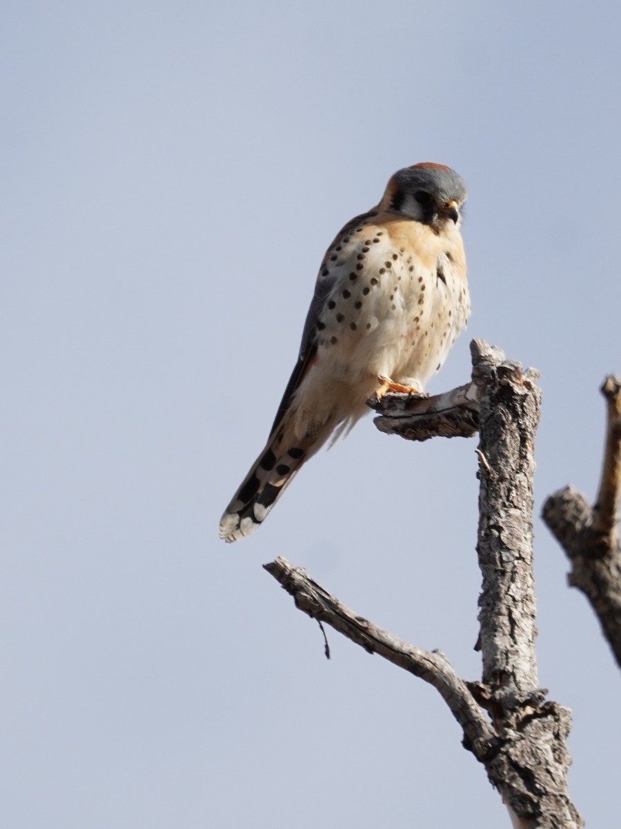 American Kestrel - ML615319888