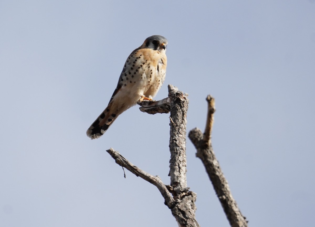 American Kestrel - Kristy Dhaliwal