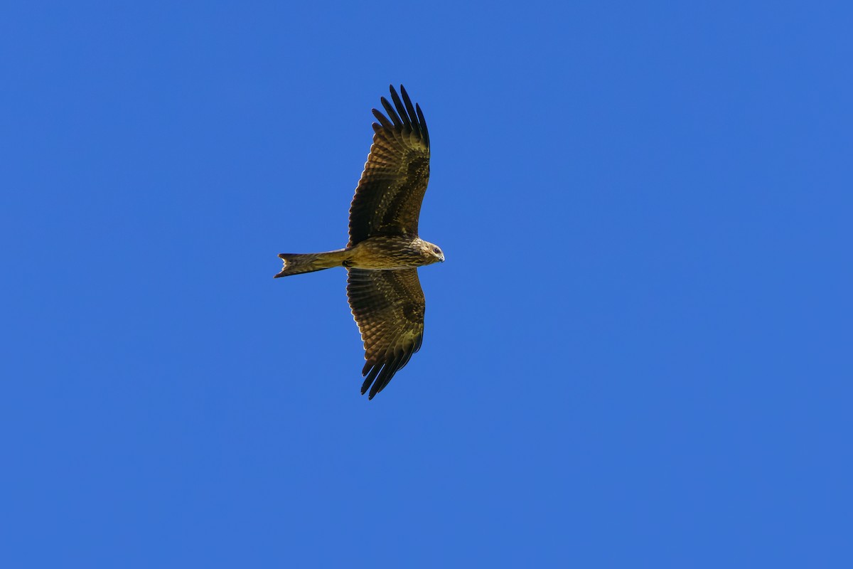 Black Kite - James Churches