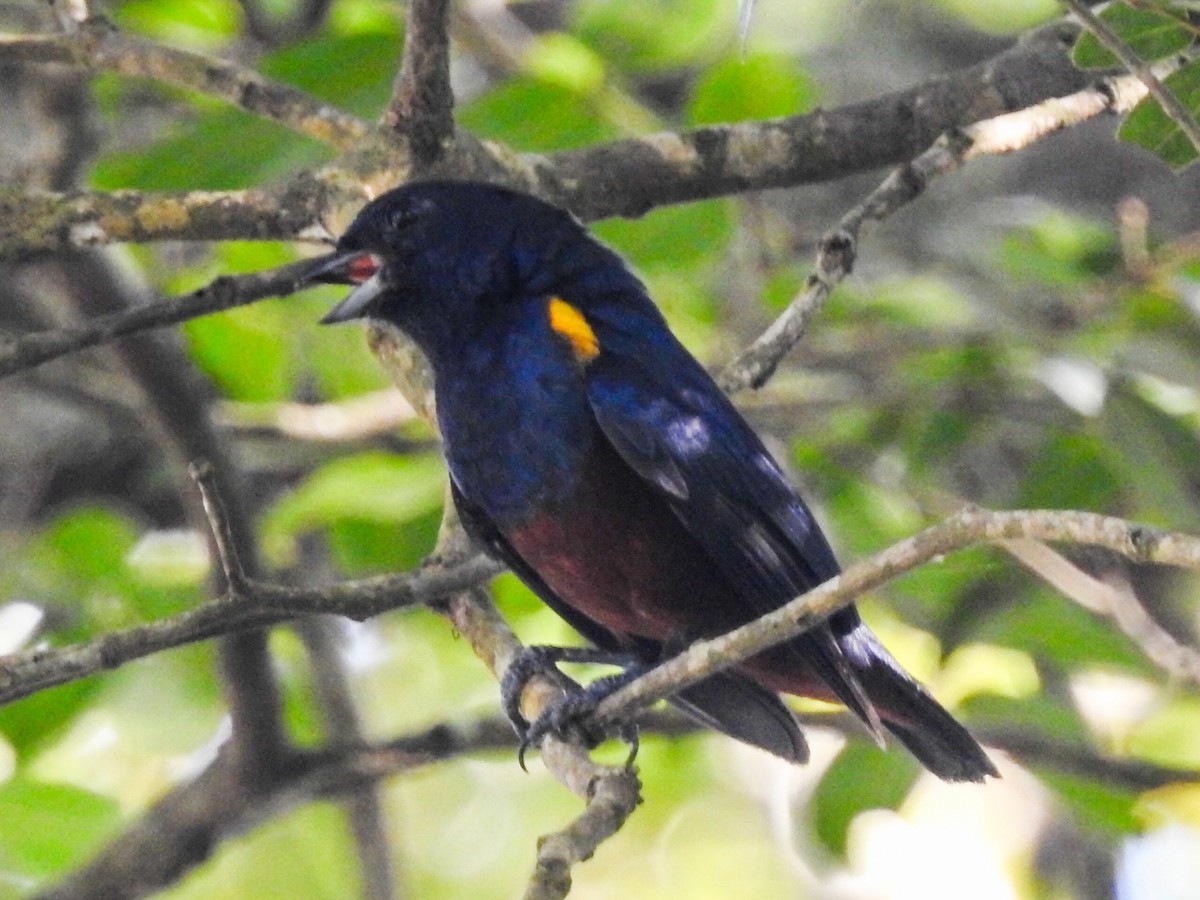 Chestnut-bellied Euphonia - ML615319908