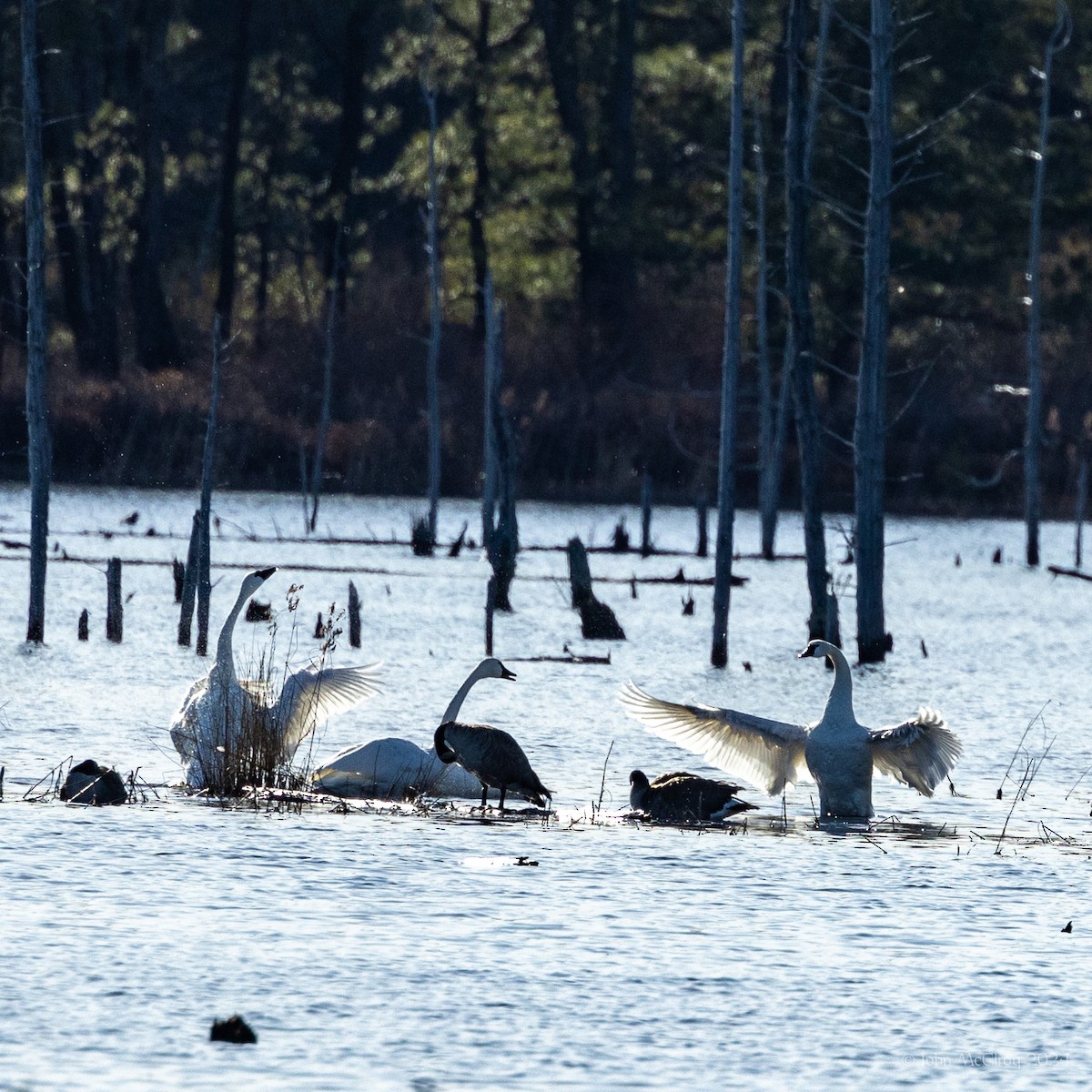 Tundra Swan - ML615319911