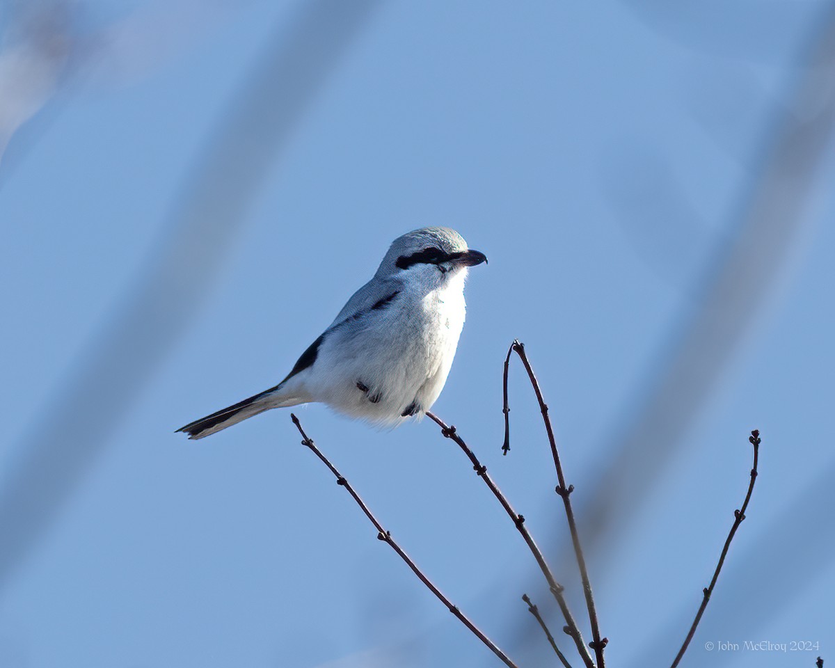 Northern Shrike - ML615319922