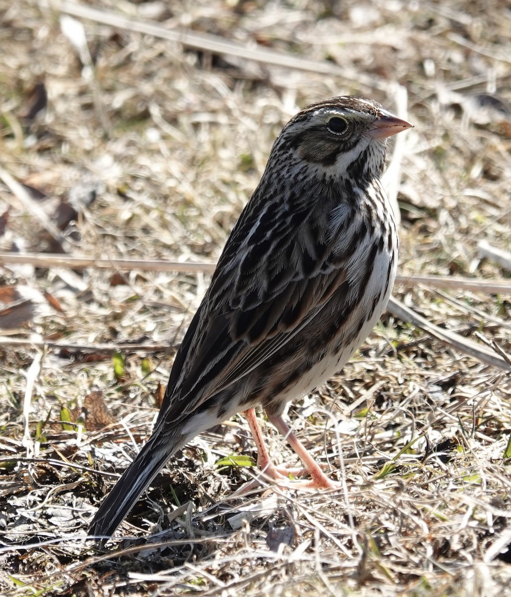 Savannah Sparrow - ML615319926