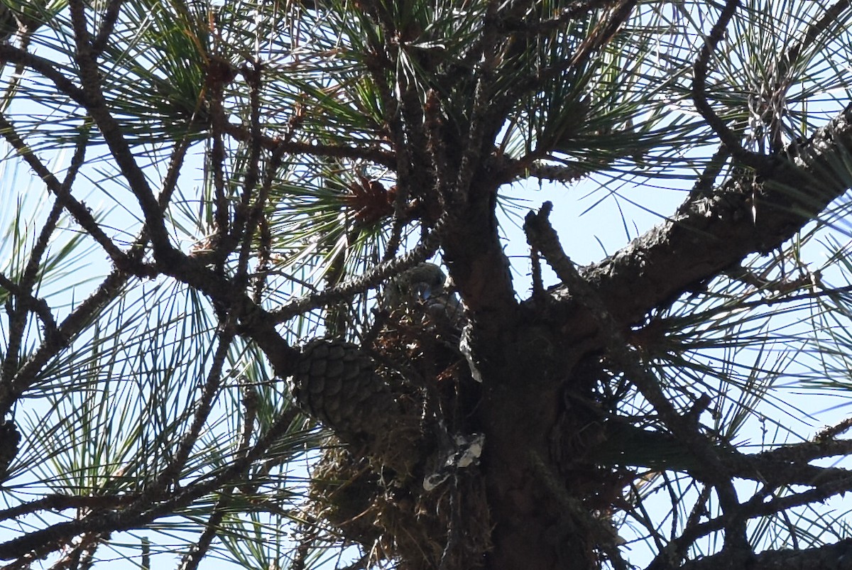 Red Crossbill - Brian Schmoke