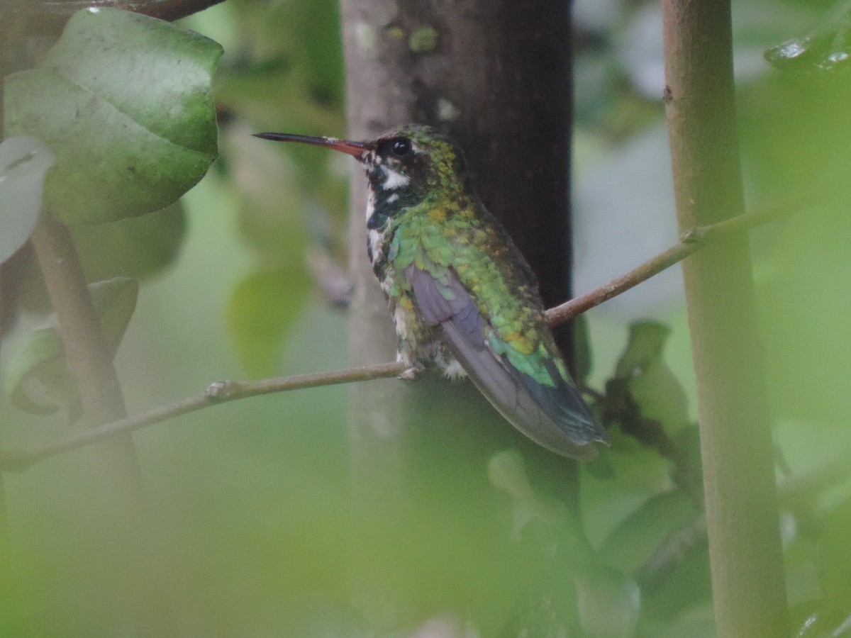 Glittering-bellied Emerald - ML615319970