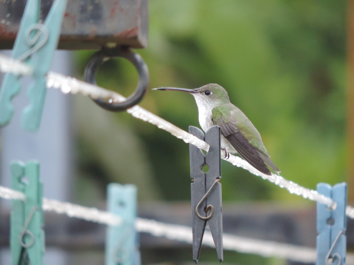 White-bellied Hummingbird - ML615319982