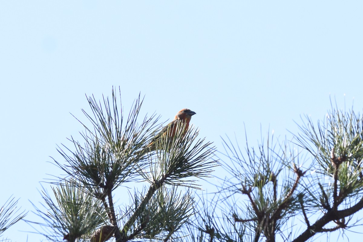 Red Crossbill - ML615320001