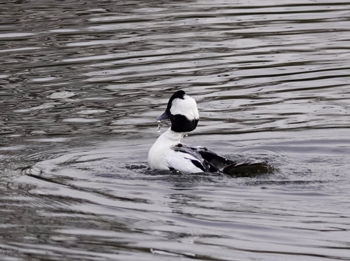 Bufflehead - ML615320009