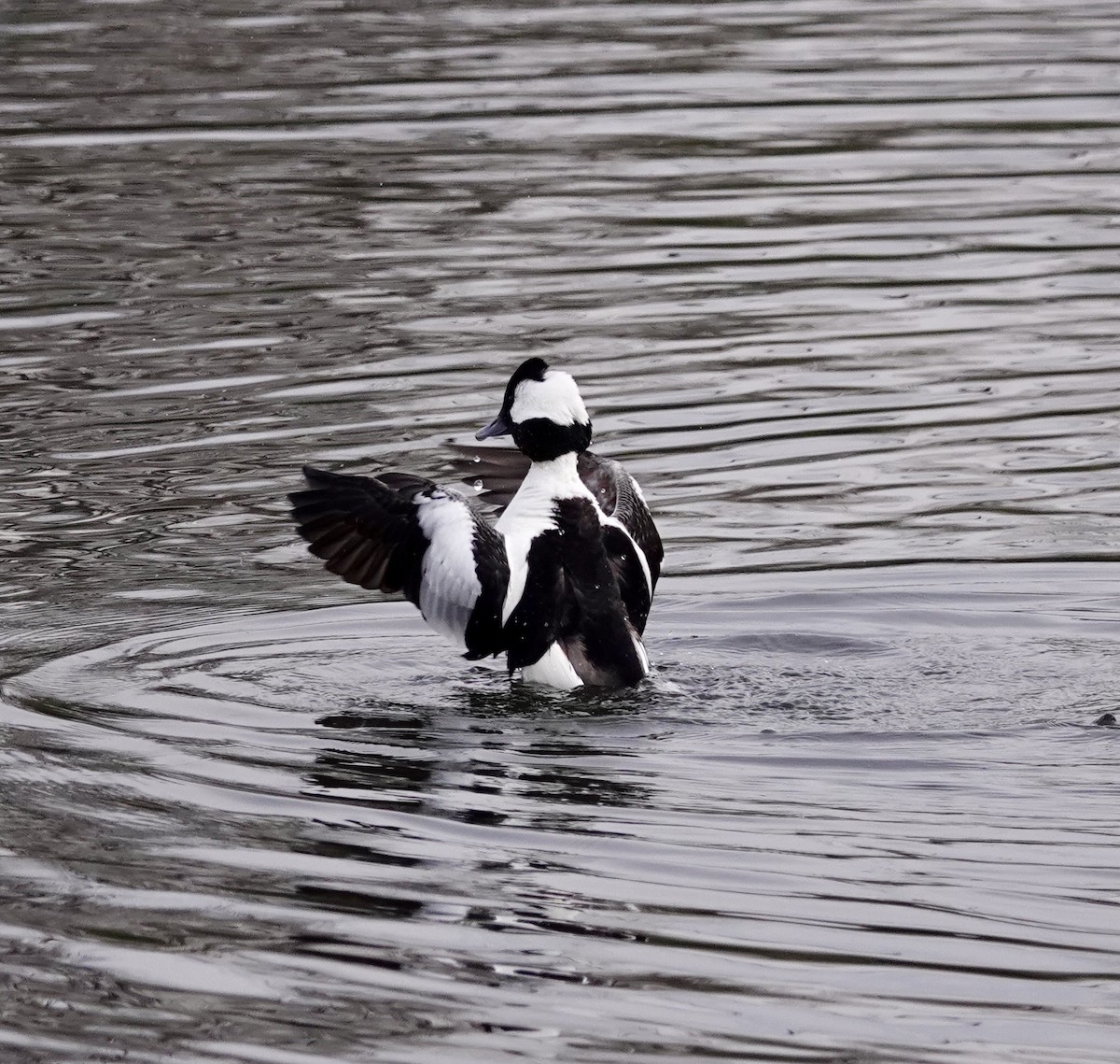 Bufflehead - ML615320010