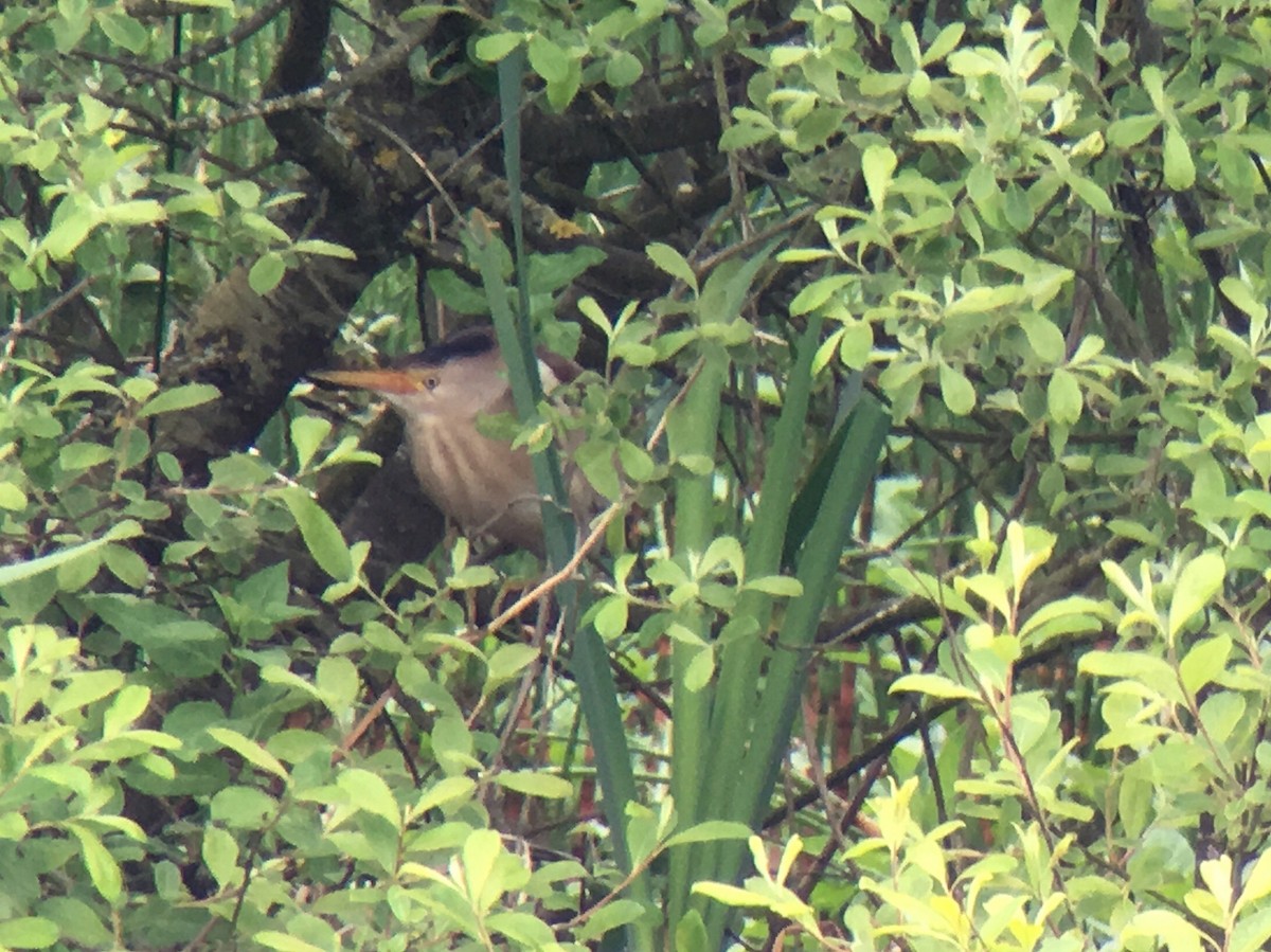 Little Bittern - Brian McCloskey