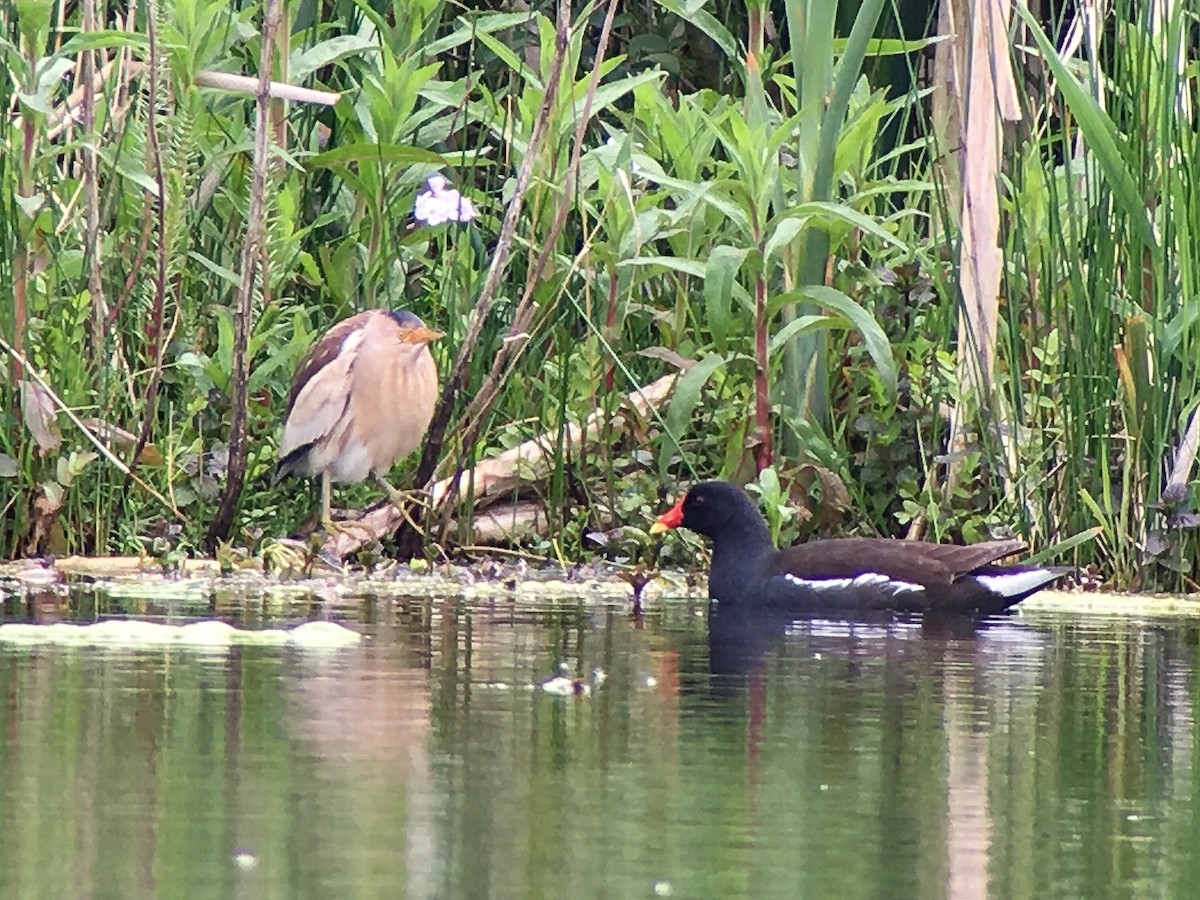 Little Bittern - Brian McCloskey