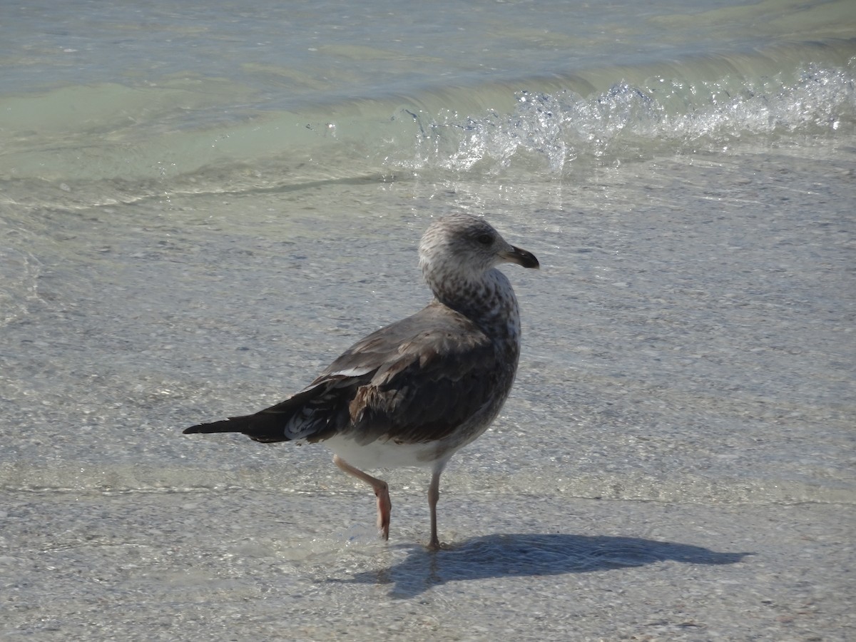 Gaviota Sombría - ML615320082