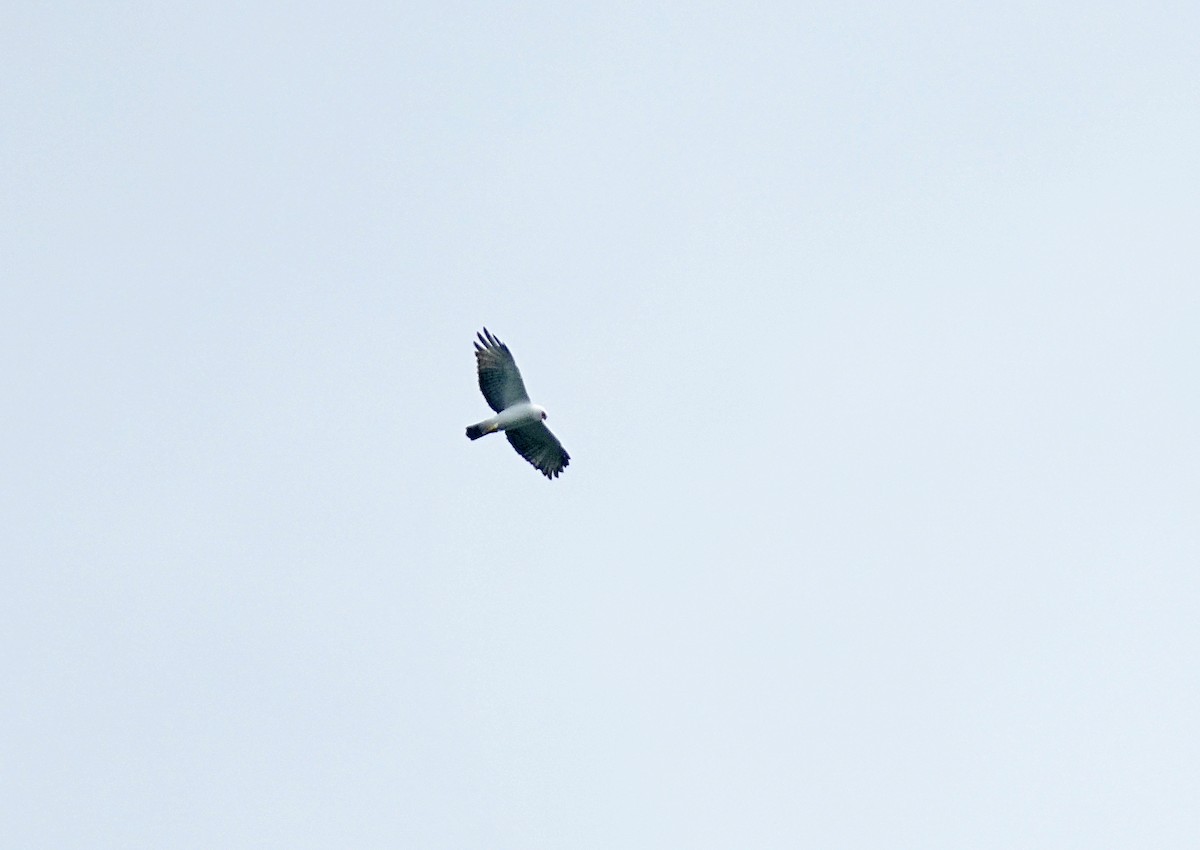 Black-and-white Hawk-Eagle - Adrian Antunez