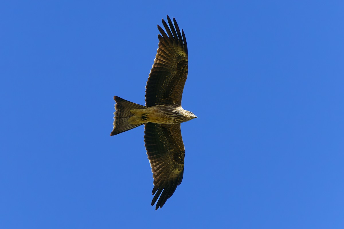 黑鳶 - ML615320121